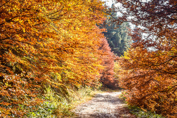 Colorful autumn nature landscape and path in a forest