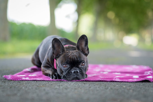 Mops auf Decke