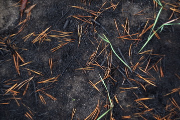 land after a fire in the woods