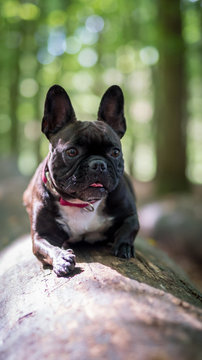 Mops im Wald
