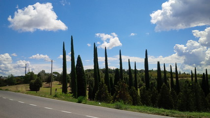 cipressi sul bordo della strada