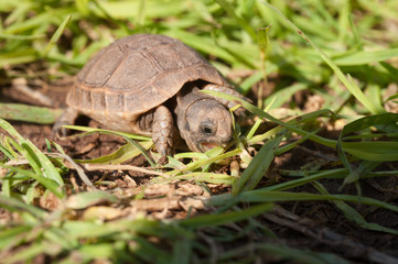 Schildkröte im Gras.