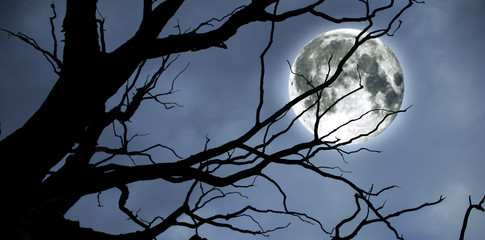 Halloween. Tree branches against the background of the moon.