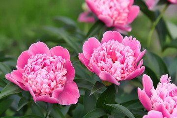 Beautiful delicate pink peony in summer garden