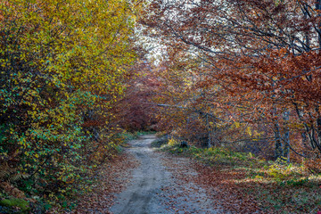 Colorful autumn nature landscape and path in a forest