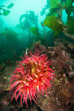 Rose Anemone on a reef