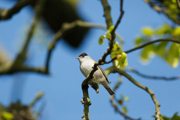 male of a Blackcap (Sylvia atricapilla).