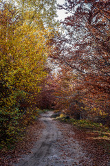 Fototapeta premium Colorful autumn nature landscape and path in a forest