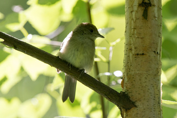 Blackcap (Sylvia atricapilla).