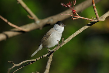 male of a Blackcap (Sylvia atricapilla).
