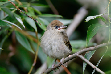 Blackcap (Sylvia atricapilla).