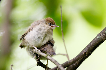 Blackcap (Sylvia atricapilla).