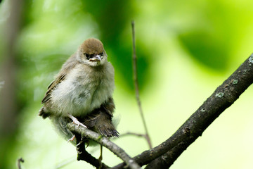 Blackcap (Sylvia atricapilla).