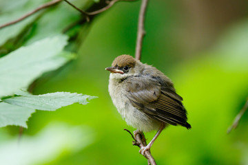Blackcap (Sylvia atricapilla).