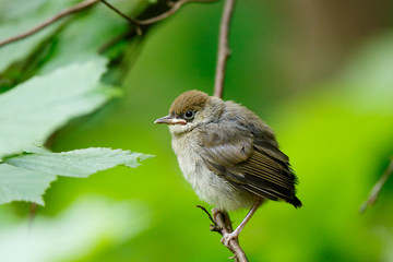 Blackcap (Sylvia atricapilla).