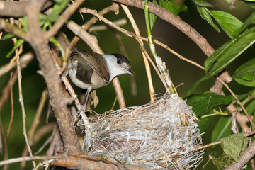 Sylvia atricapilla. The nest of the Blackcap in nature.