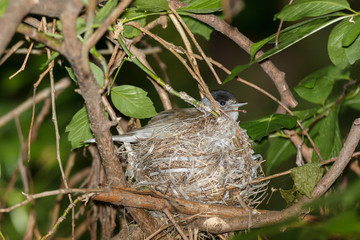 Sylvia atricapilla. The nest of the Blackcap in nature.