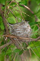Sylvia atricapilla. The nest of the Blackcap in nature.