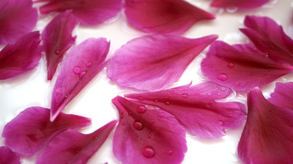 Purple petal of peony close-up on white background for valentines day. Romantic flower concept