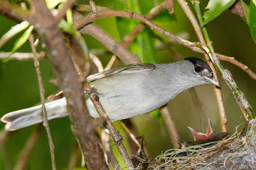 Sylvia atricapilla. The nest of the Blackcap in nature.