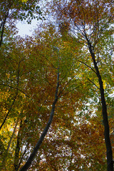 Obraz premium Bottom beautiful views of the woods during autumn. Looking up
