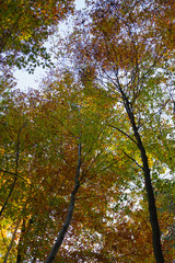 Autumn scenery. Bottom view of colorful autumn maple tree branches on blue sky background.