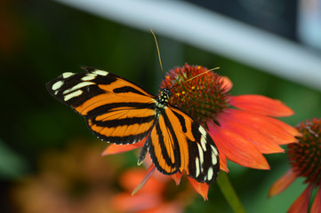 Butterfly in the garden