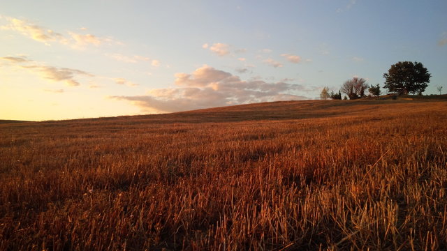 campo al pomeriggio d'estate