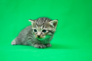 子猫のクロマキー素材（グリーンバック）