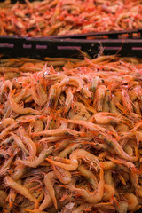 Pile of shrimps for sale