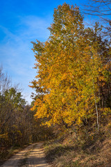 Colorful autumn landscape on a mountain