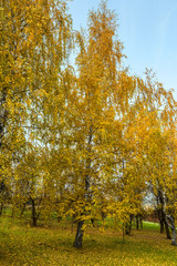 Naklejka premium Autumn trees in a park