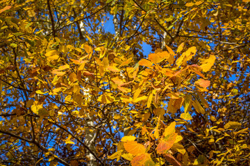 Colorful autumn landscape on a mountain
