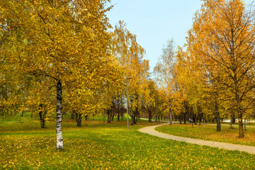 Fototapeta premium A park lane beneath the autumn birch trees