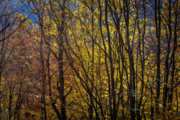 Colorful autumn landscape on a mountain