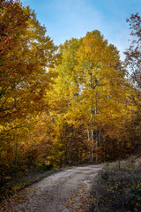 Colorful autumn landscape on a mountain