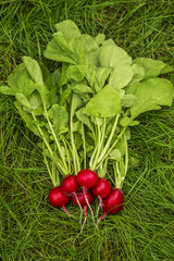 Tasty red radish with green leaves