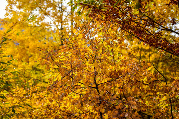 Colorful autumn landscape on a mountain