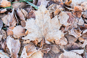fallen dry leaves covered with hoarfrost