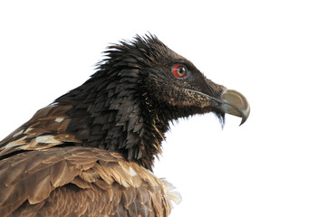 Gypaetus barbatus