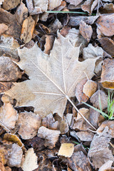 fallen dry leaves covered with hoarfrost
