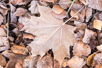 fallen dry leaves covered with hoarfrost