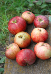 Bright ripe apples