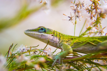 Lizard Close up