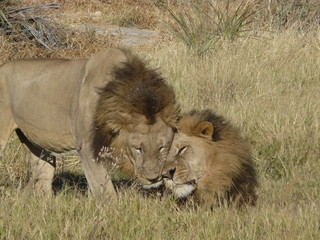 Brotherly Love