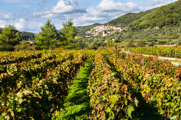 Fototapeta premium Posip grapes being grown in Cara