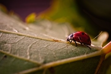 ladybug on dry branch