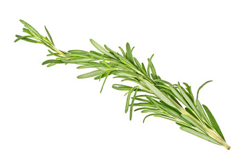 Twig of rosemary on a white background