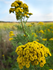 Kwitnące kwiaty maruny w jesieni © JDziedzic