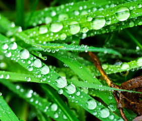 Listki traw pokryte kropelkami wody © JDziedzic